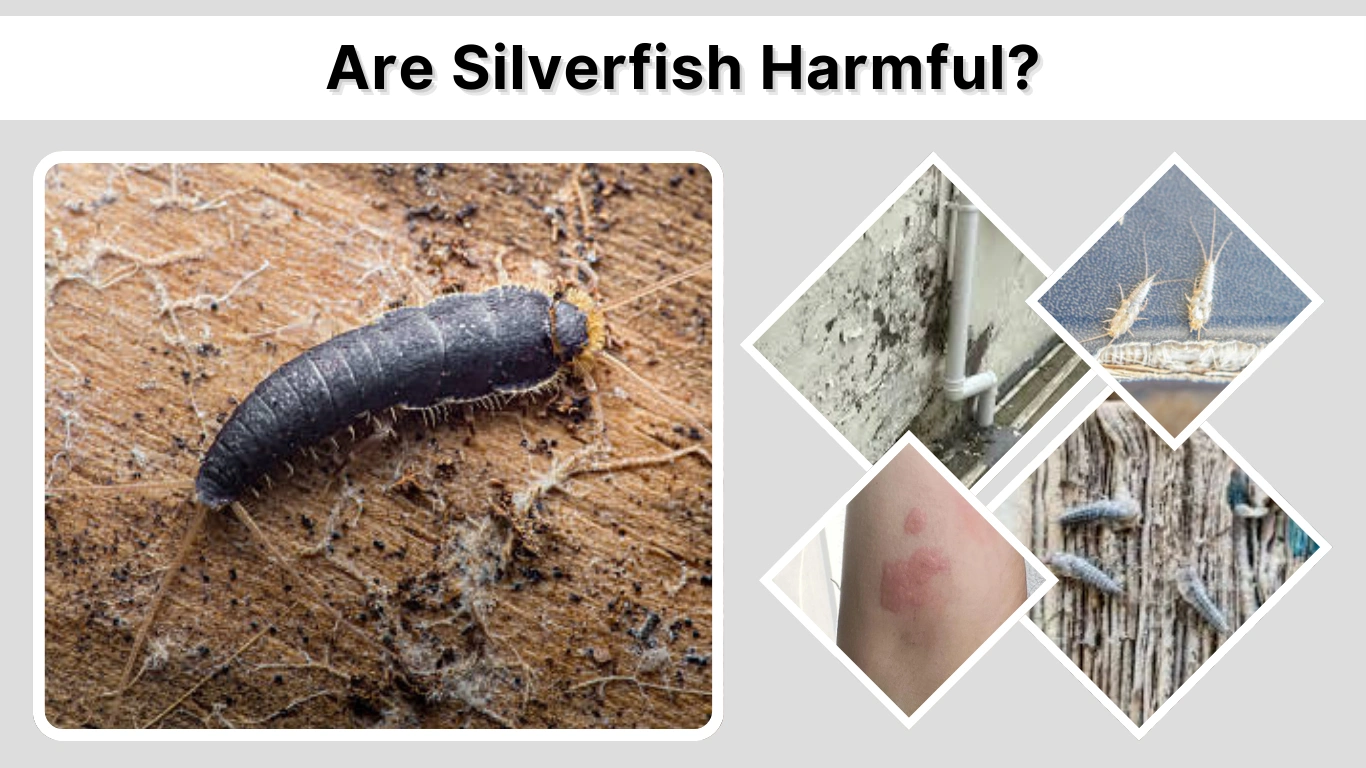 Are Silverfish Harmful Health Risks, Damage, and What You Should Know