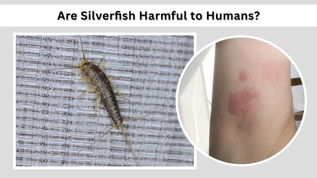 Are Silverfish Harmful to Humans