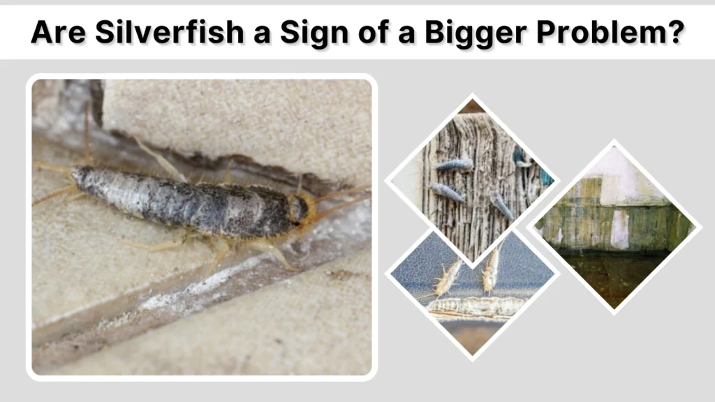 Are Silverfish a Sign of a Bigger Problem