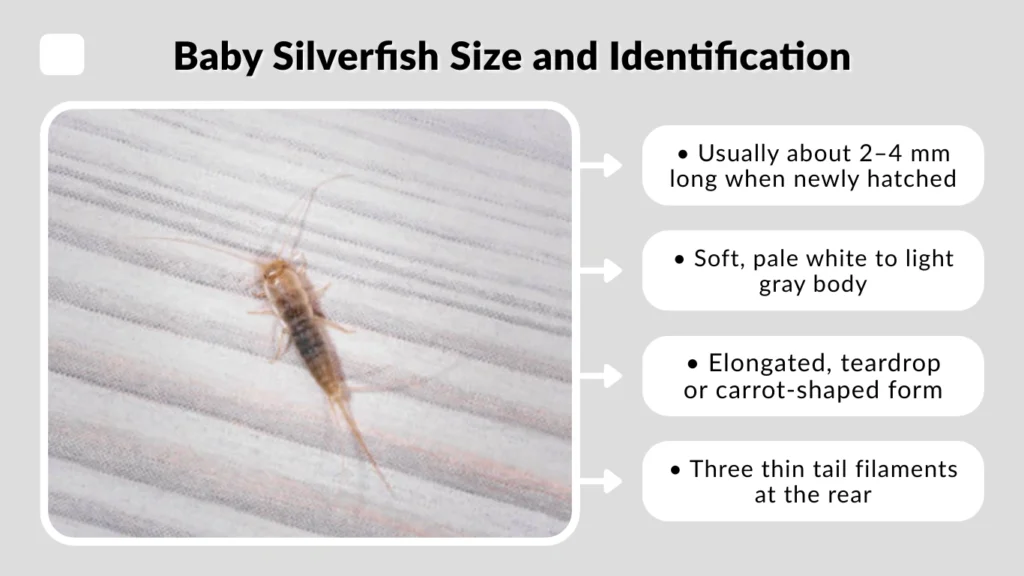 Baby Silverfish Size and Identification
