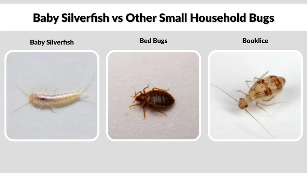 Baby Silverfish vs Other Small Household Bugs