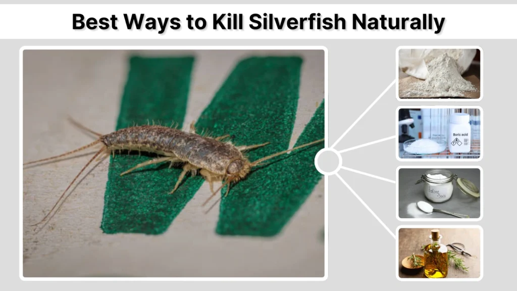 Best Ways to Kill Silverfish Naturally