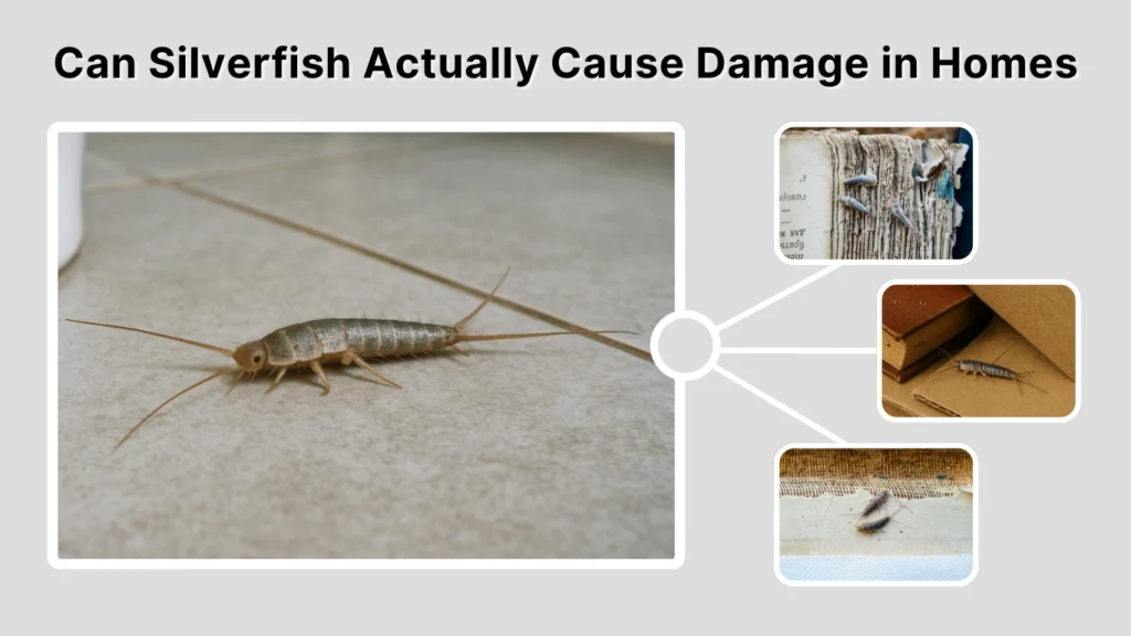 Can Silverfish Actually Cause Damage in Homes