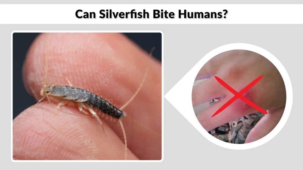 Can Silverfish Bite Humans