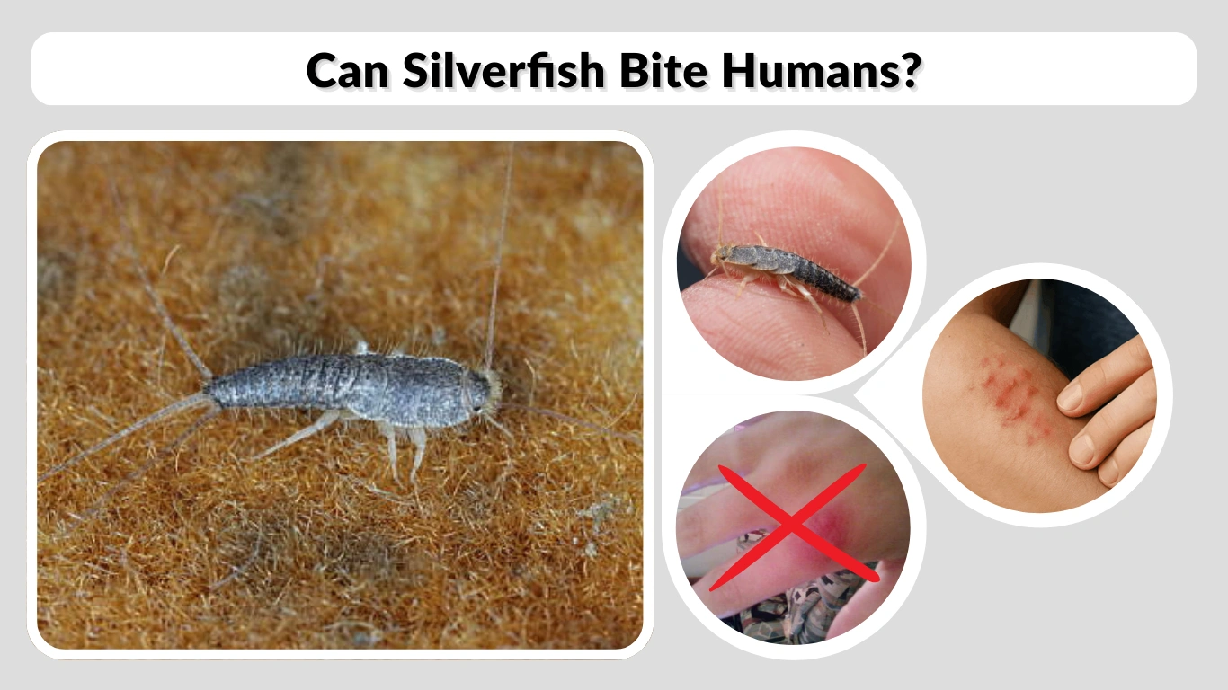 Can Silverfish Bite Humans Facts, Myths, and Real Risks