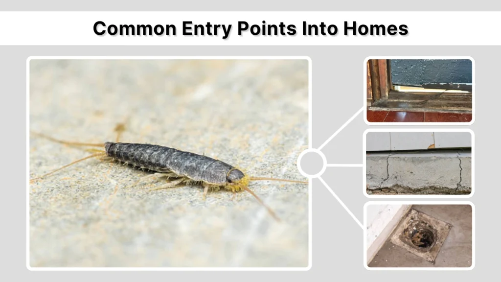 Common Entry Points Into Homes