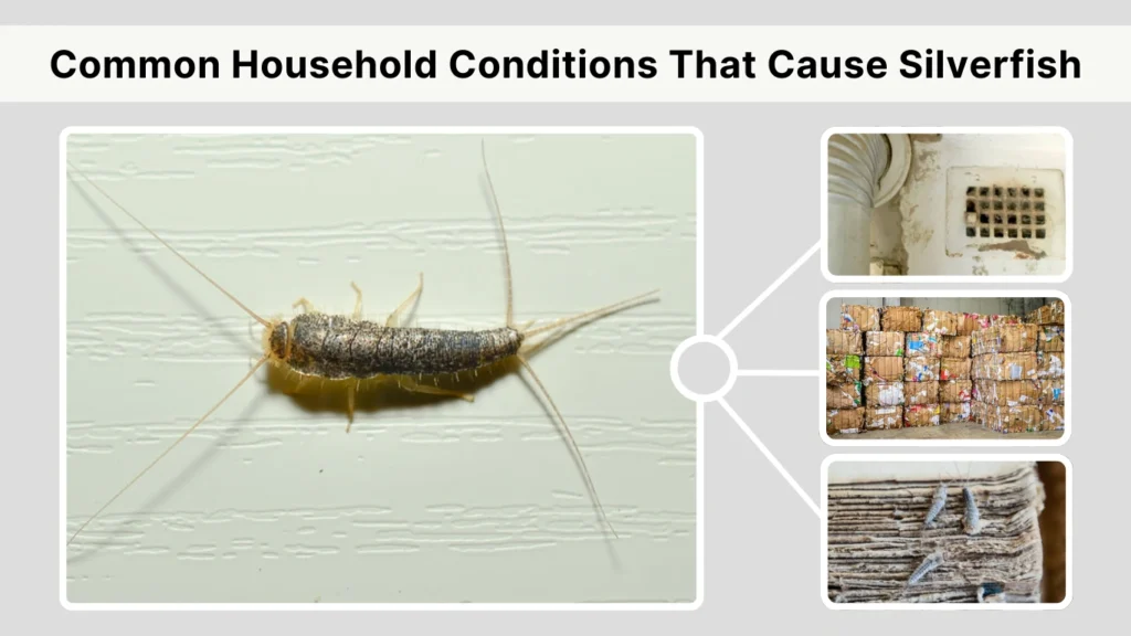 Common Household Conditions That Cause Silverfish