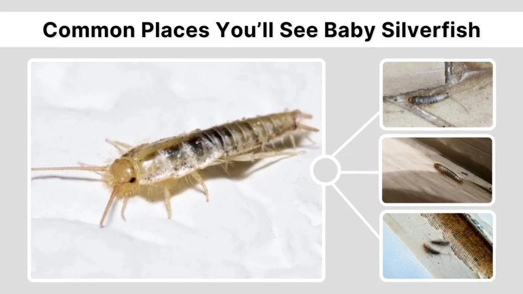 Common Places You’ll See Baby Silverfish