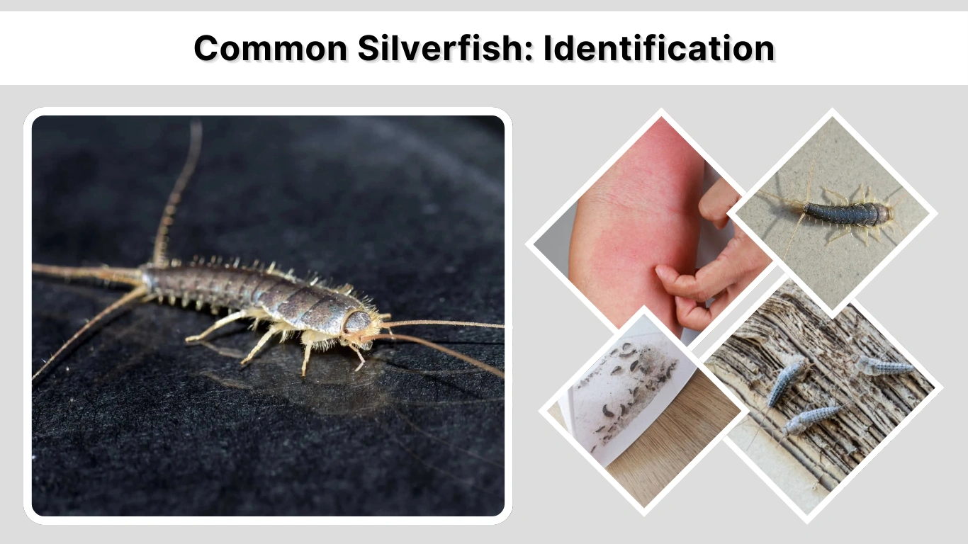 Common Silverfish Identification, Causes, and Effective Control