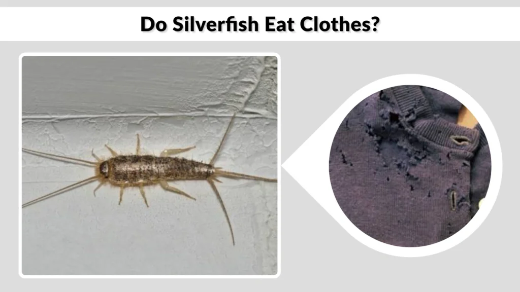 Do Silverfish Eat Clothes