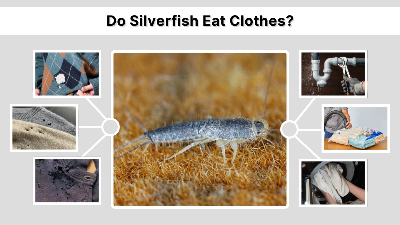 Do Silverfish Eat Clothes Fabric Damage Explained