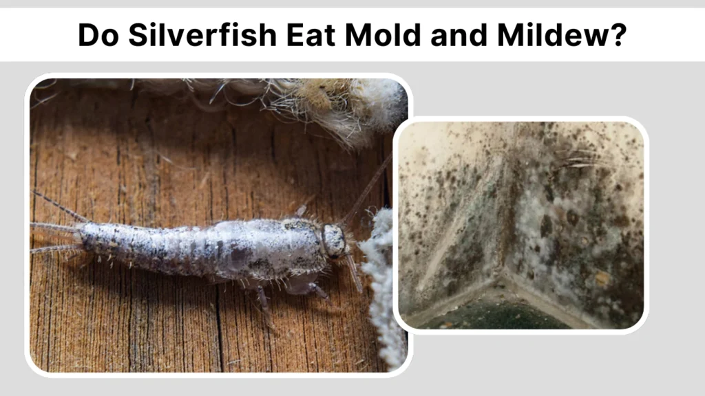 Do Silverfish Eat Mold and Mildew