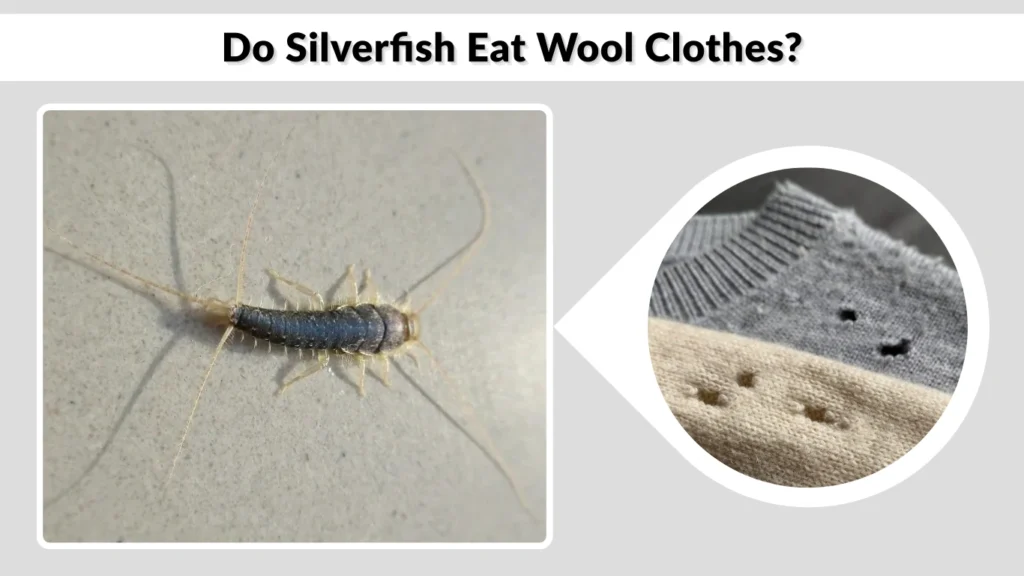 Do Silverfish Eat Wool Clothes