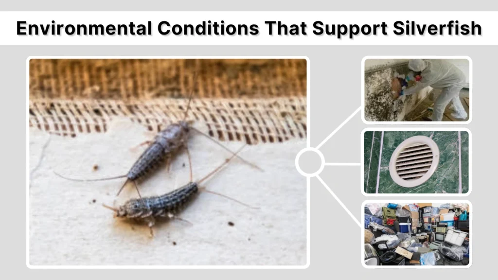 Environmental Conditions That Support Silverfish
