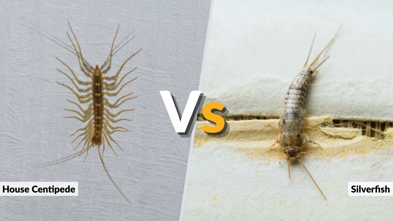House Centipede vs Silverfish Differences, Risks, and Control