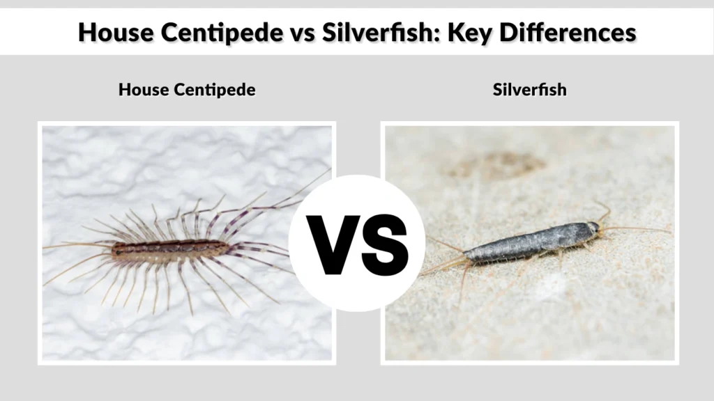 House Centipede vs Silverfish Key Differences