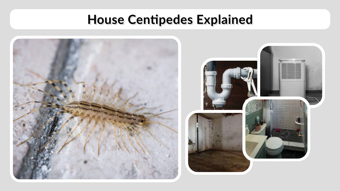 House Centipedes Explained Facts, Risks, and Control.