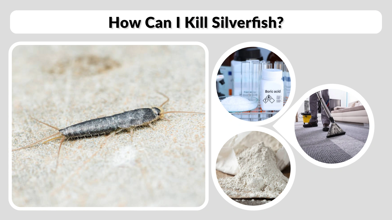 How Can I Kill Silverfish