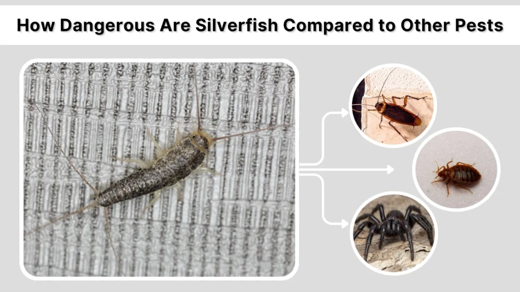 How Dangerous Are Silverfish Compared to Other Pests