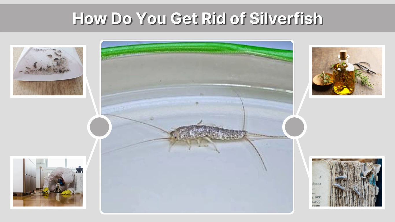 How Do You Get Rid of Silverfish Permanently at Home