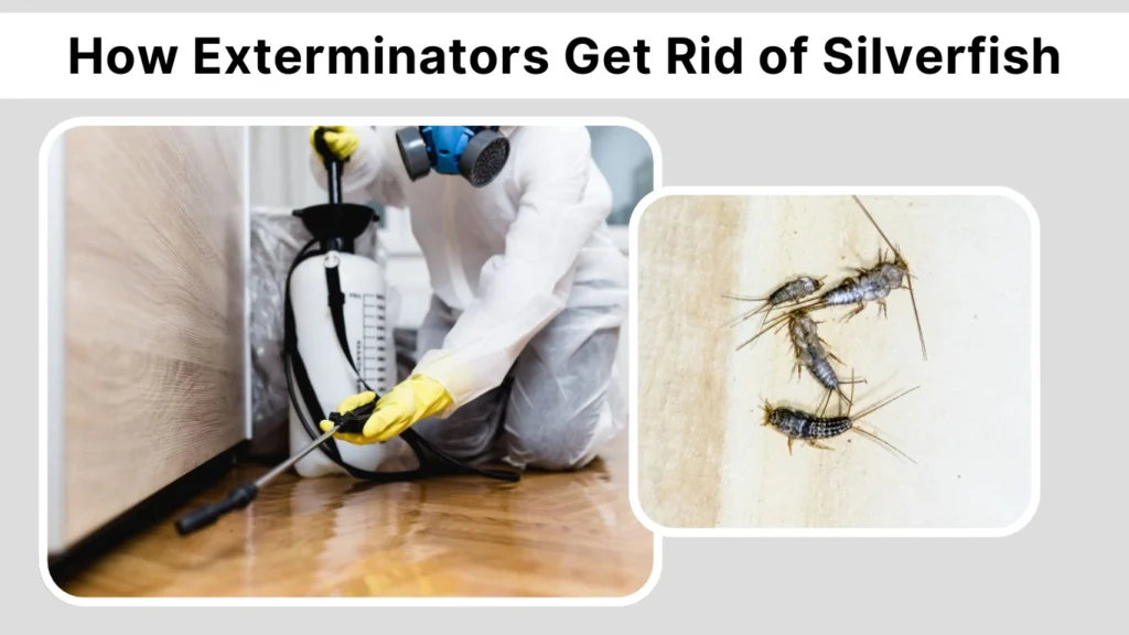 How Exterminators Get Rid of Silverfish (Professional Process)