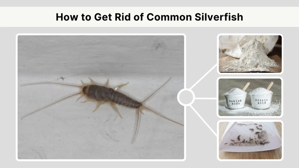 How to Get Rid of Common Silverfish