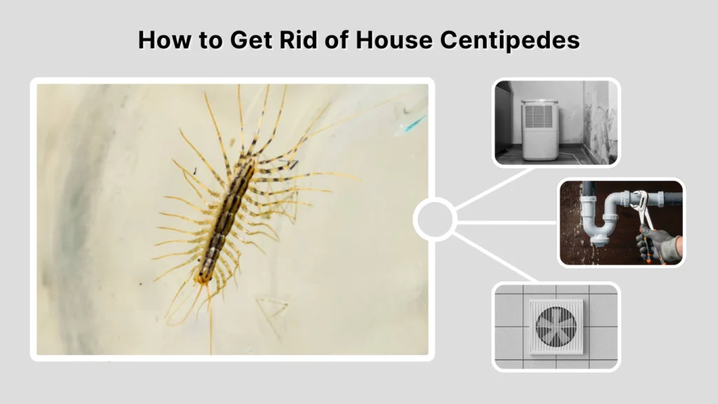 How to Get Rid of House Centipedes