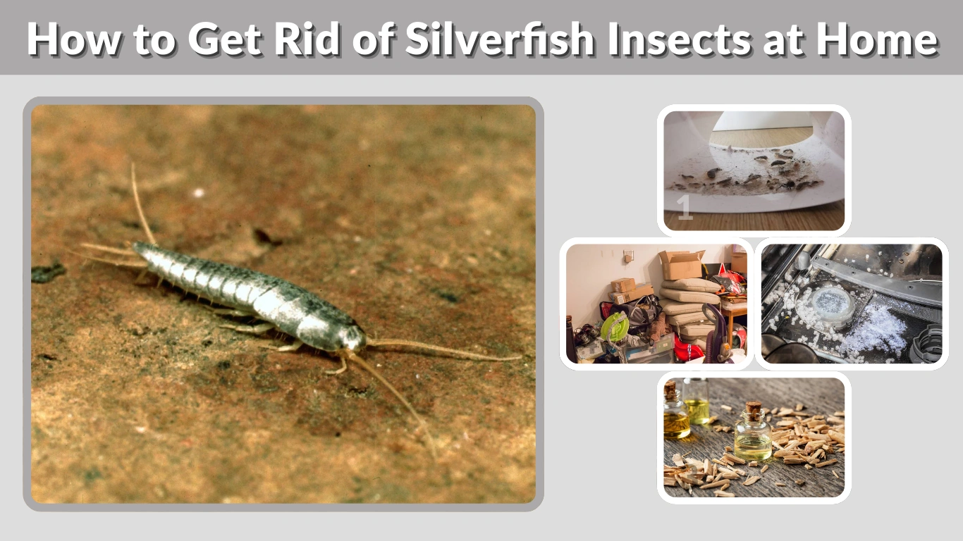How to Get Rid of Silverfish Insects at Home