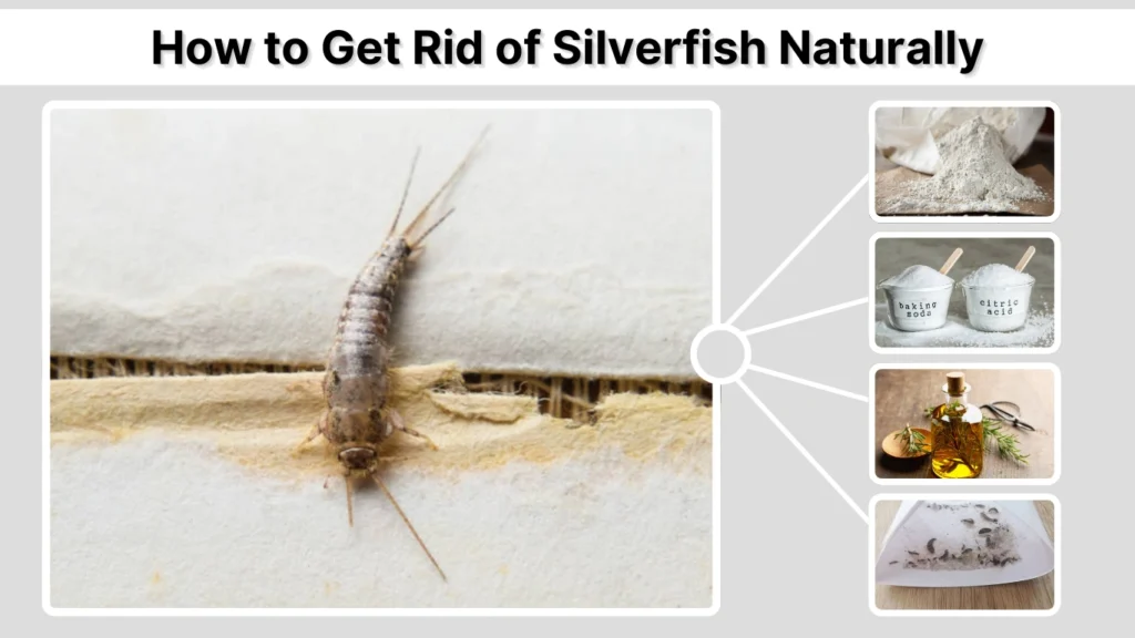 How to Get Rid of Silverfish Naturally