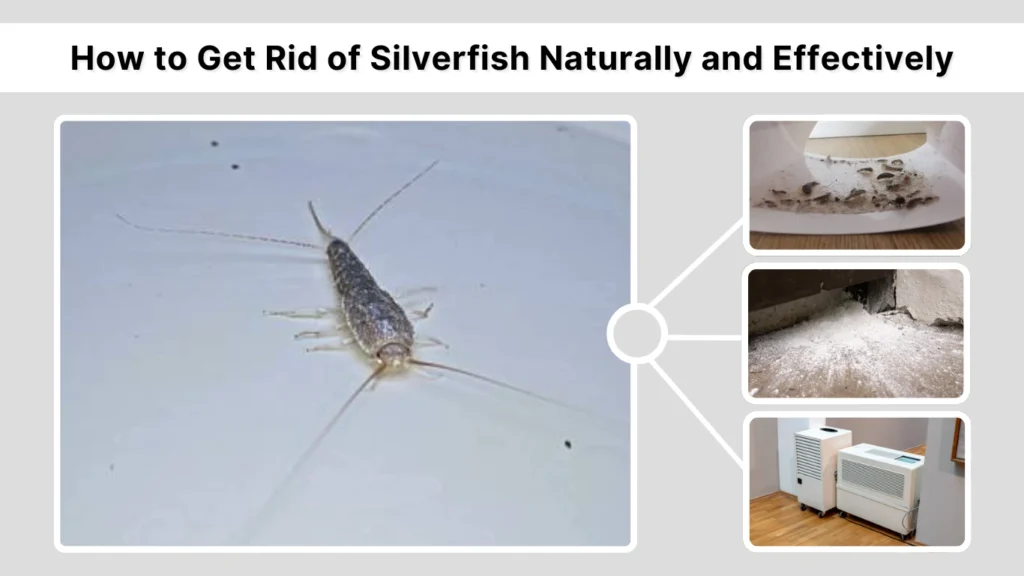 How to Get Rid of Silverfish Naturally and Effectively