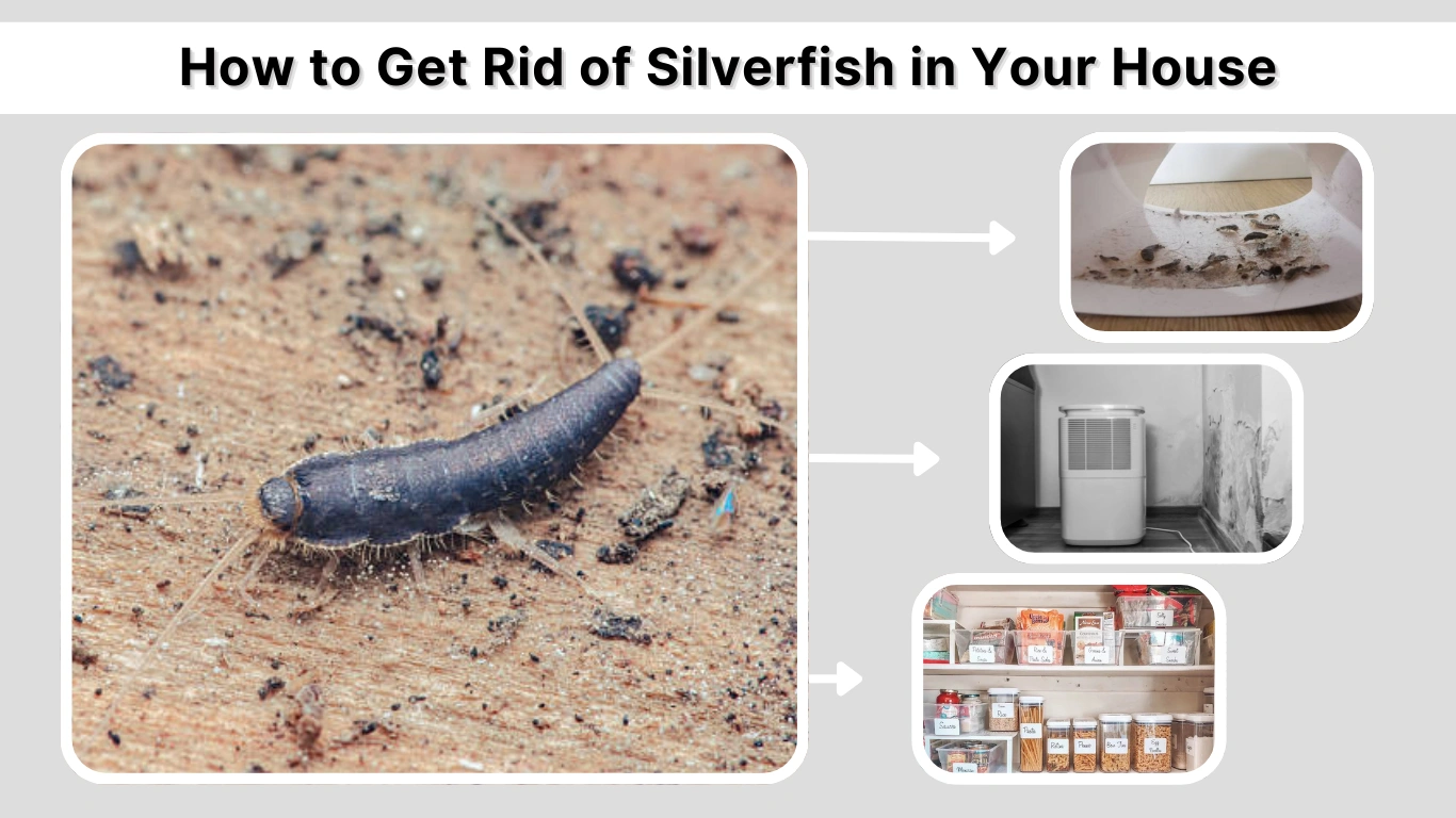How to Get Rid of Silverfish in Your House Step-by-Step Guide