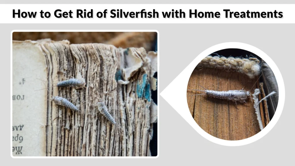 How to Get Rid of Silverfish with Home Treatments