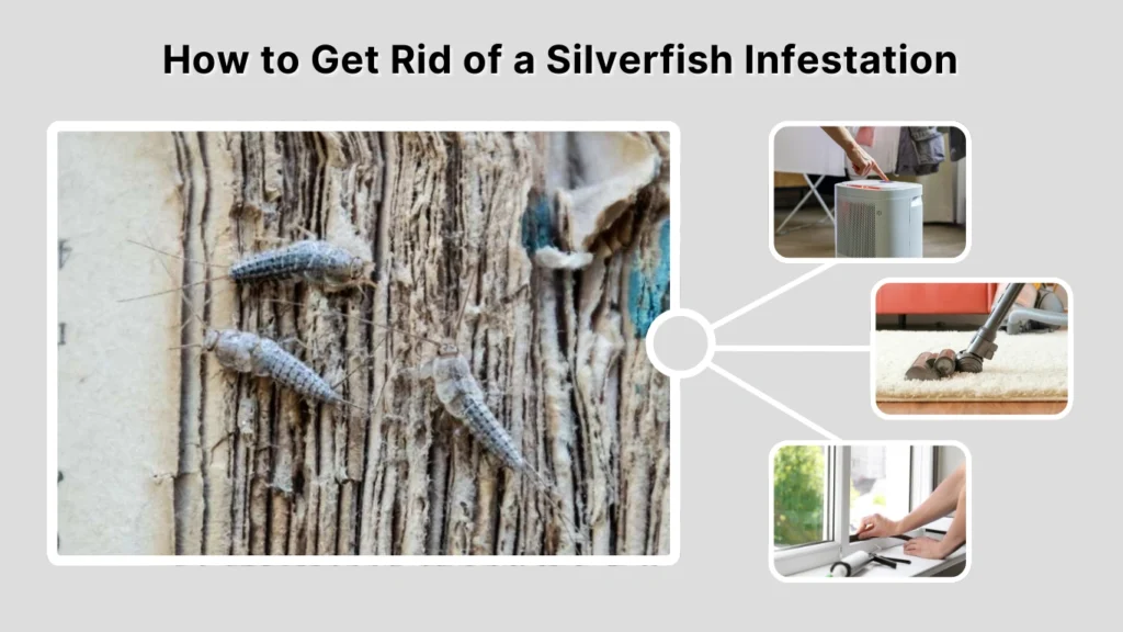 How to Get Rid of a Silverfish Infestation