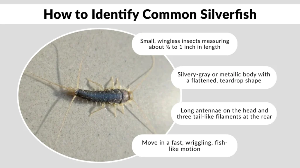 How to Identify Common Silverfish