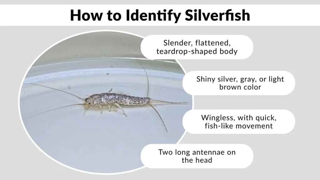 How to Identify Silverfish