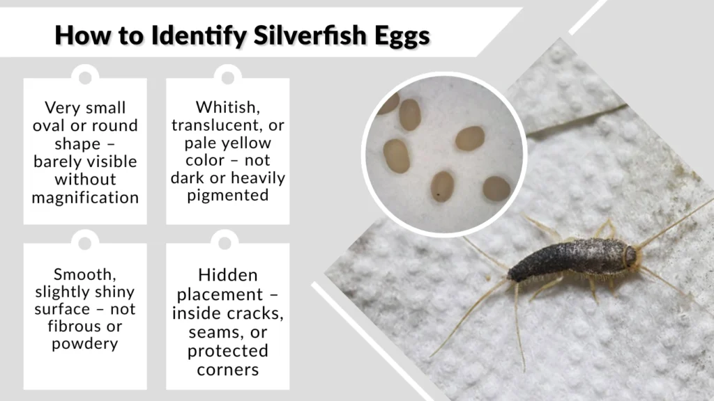 How to Identify Silverfish Eggs