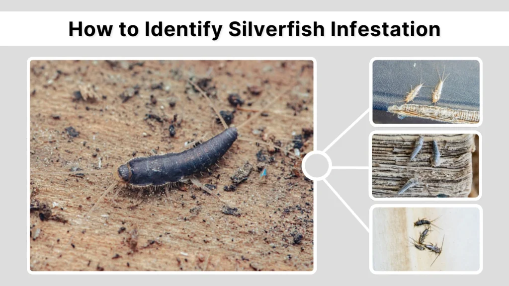 How to Identify Silverfish Infestation