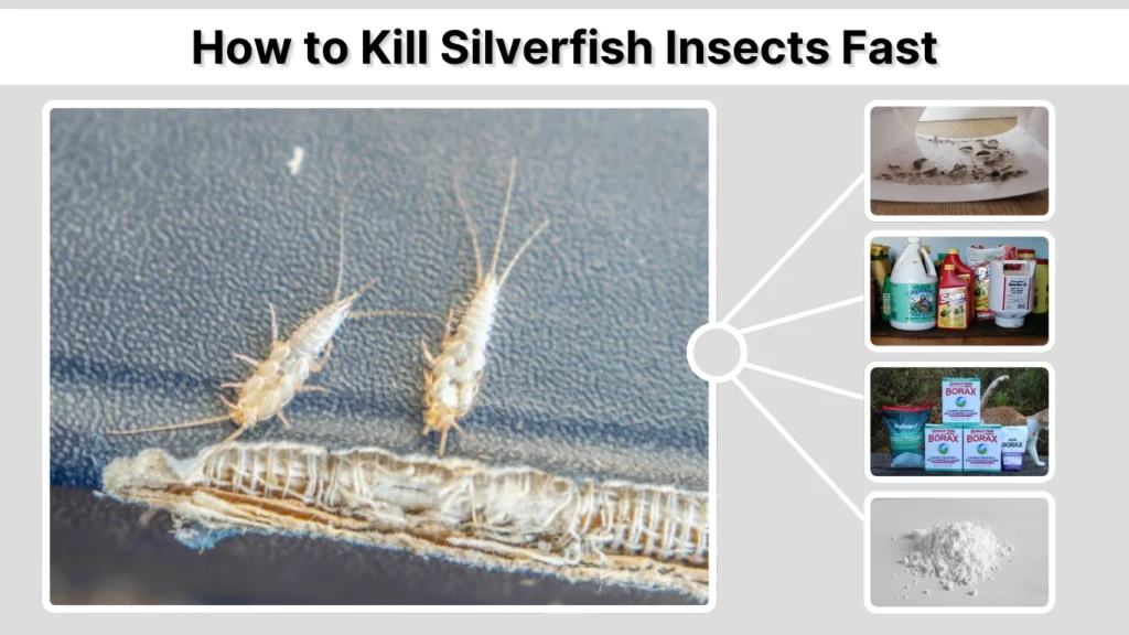 How to Kill Silverfish Insects Fast