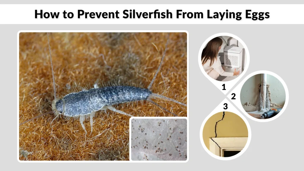 How to Prevent Silverfish From Laying Eggs