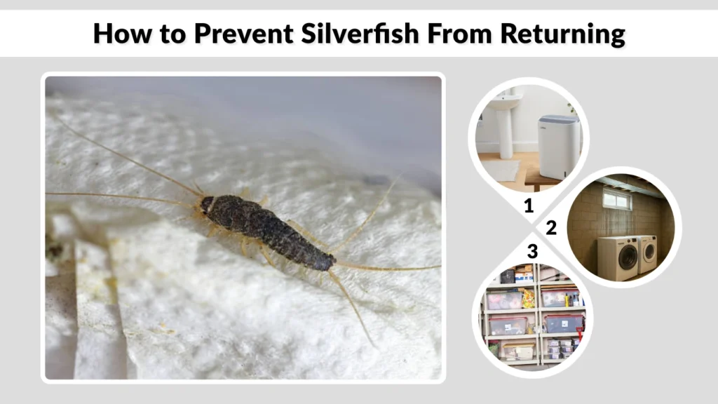 How to Prevent Silverfish From Returning