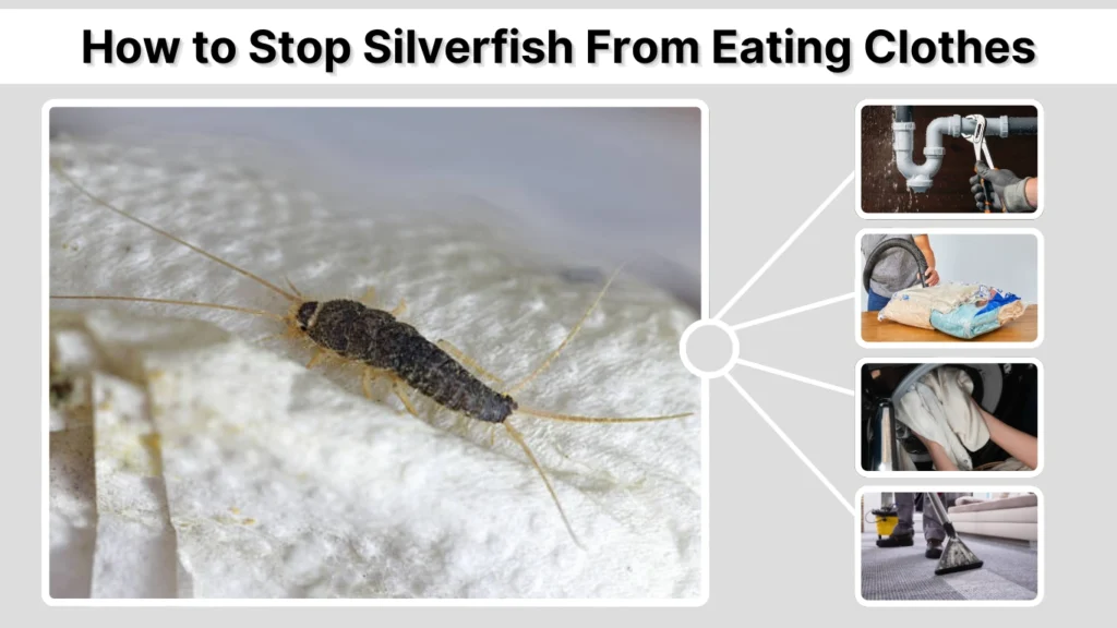 How to Stop Silverfish From Eating Clothes
