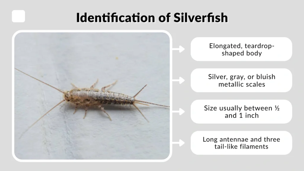 Identification of Silverfish