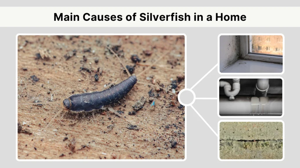 Main Causes of Silverfish in a Home
