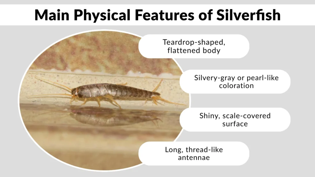 Main Physical Features of Silverfish