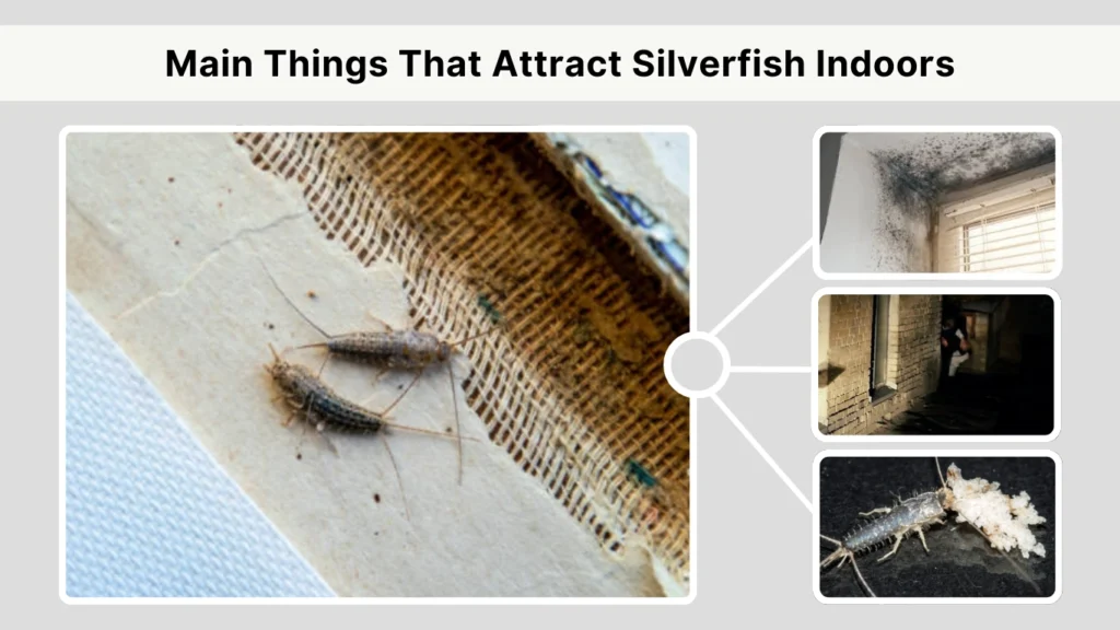 Main Things That Attract Silverfish Indoors
