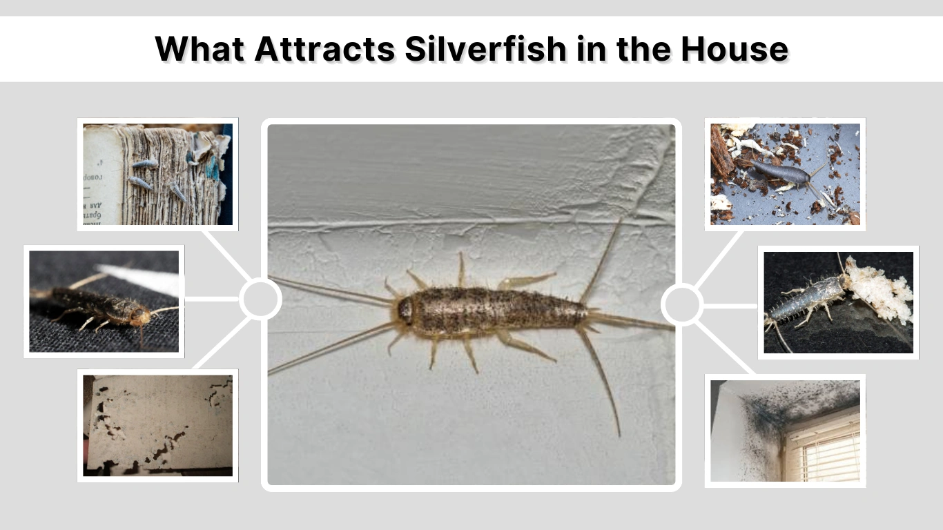 What Attracts Silverfish in the House (Causes & Prevention Guide)