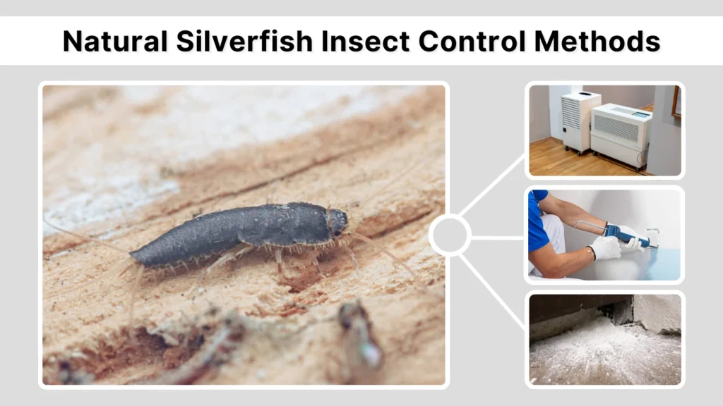 Natural Silverfish Insect Control Methods