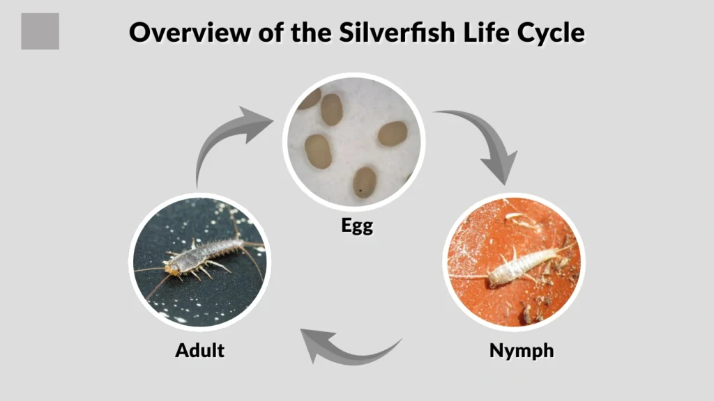Overview of the Silverfish Life Cycle