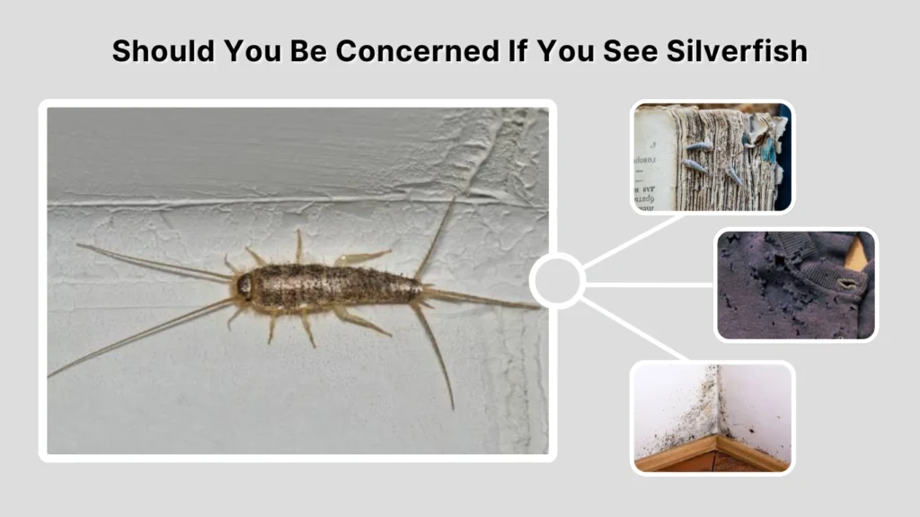 Should You Be Concerned If You See Silverfish