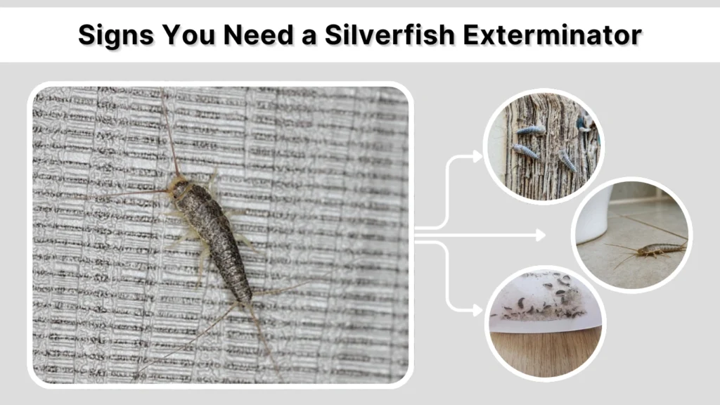 Signs You Need a Silverfish Exterminator
